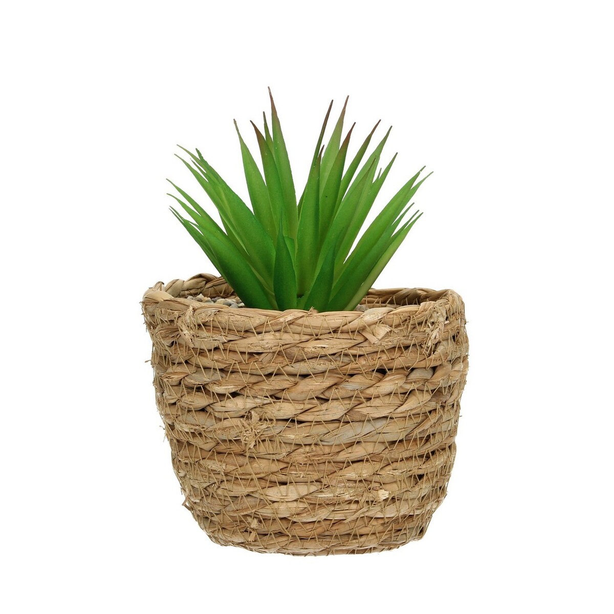 Dekoracja Aloe 20cm, 12 x 12 x 20 cm