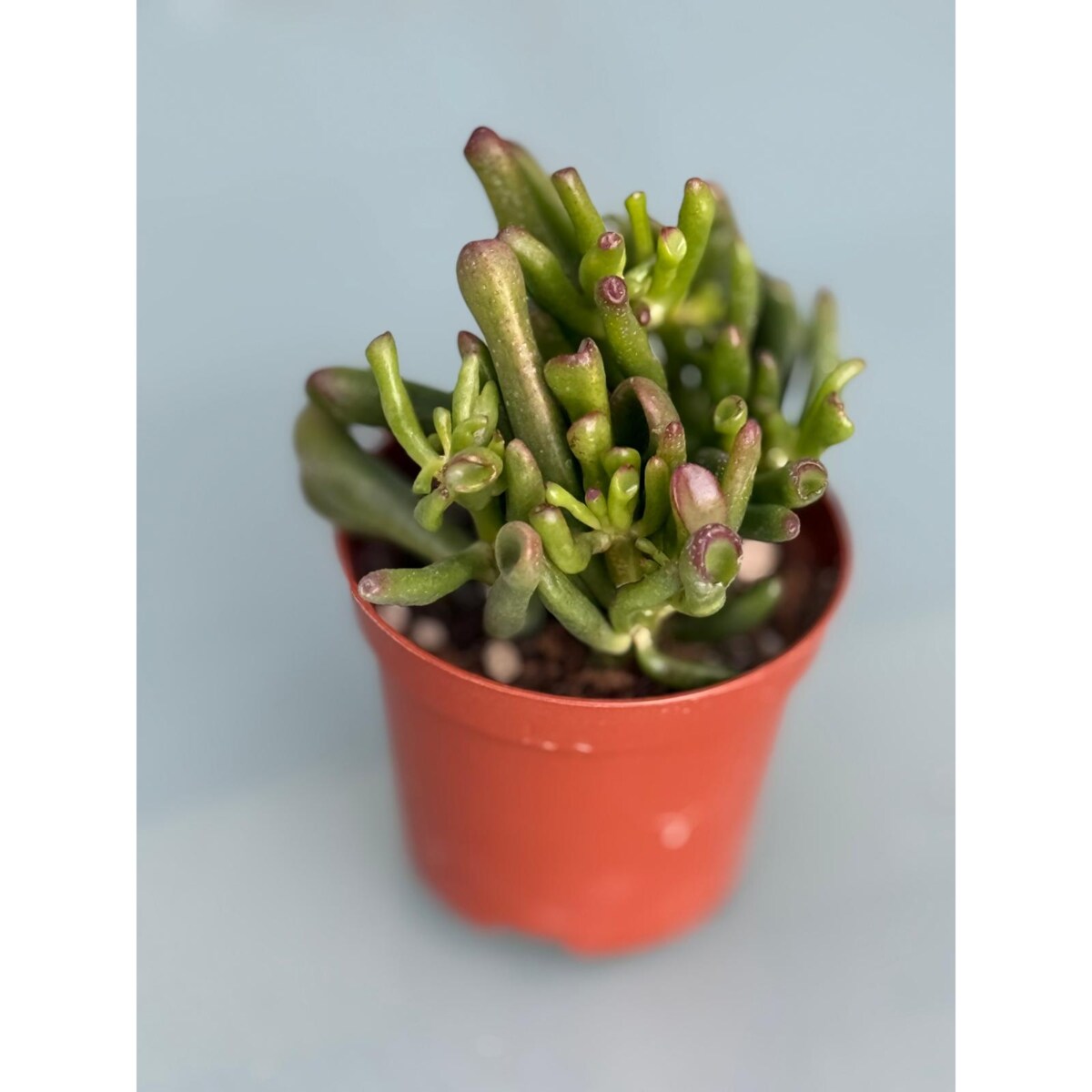 Crassula ovata Gollum– Hobbit | Uszy Shreka | Grubosz – Ø 8,5 cm – wys. 10 cm