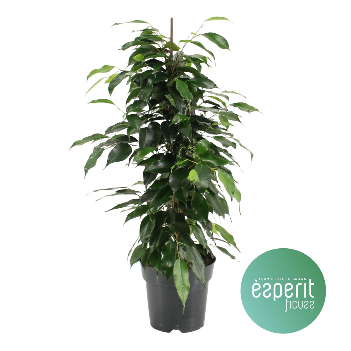 Ficus benjamina Danielle| Doniczka Ø 17 cm | Wysokość ok. 70 cm
