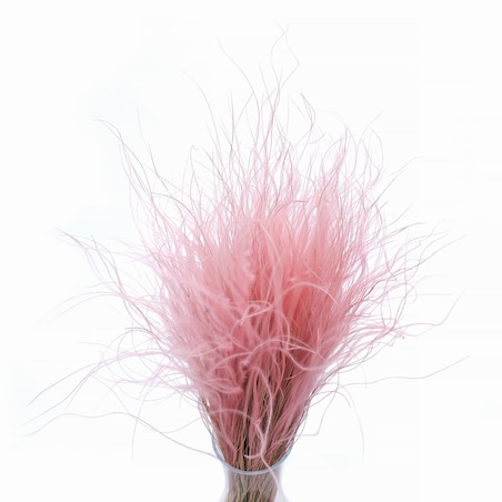 Stipa Pennata Różowa