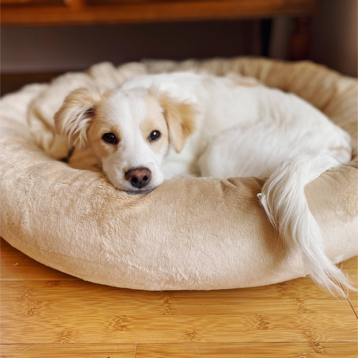 Pluszowe legowisko dla psa lub kota BUZZY, 75x65 cm, Beż