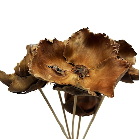 Kwiat orzechowca naturalny