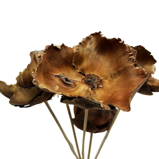 Kwiat orzechowca naturalny