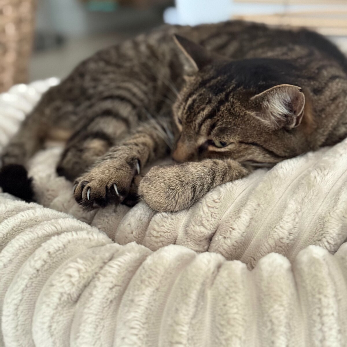 Urocze legowisko dla kota LUNA, 55x50 cm, Beż