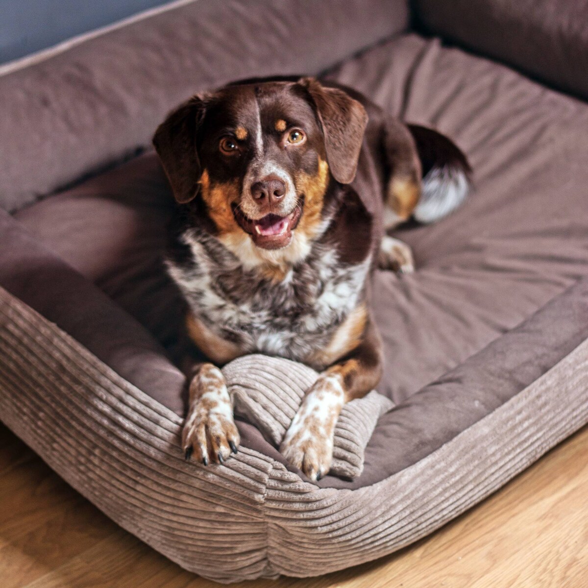 Sztruksowe legowisko dla psa MOLLY, 60x40 cm, Brąz