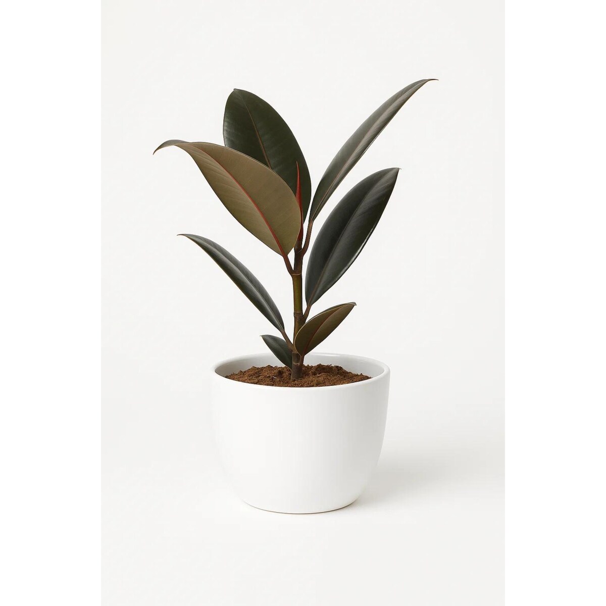 Ficus elastica ‘Abidjan’ | Doniczka Ø 14 cm | Wysokość ok. 40 cm