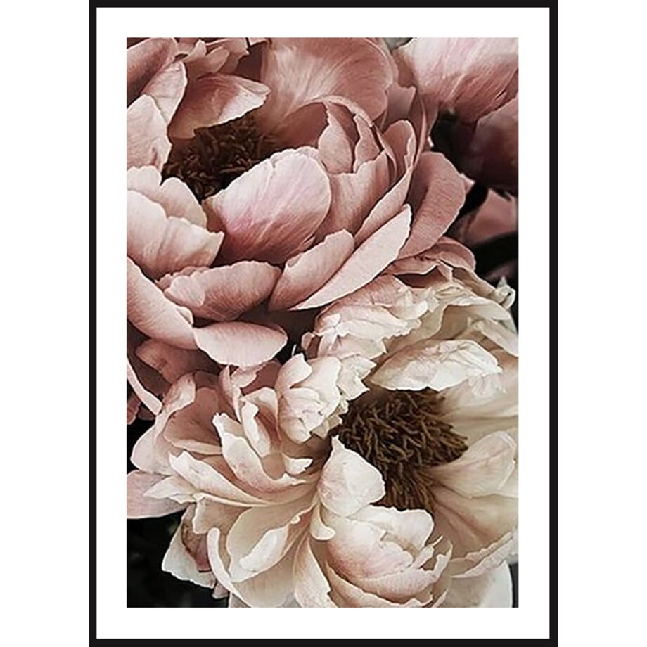 Poster Story, Plakat, Obraz - Piwonie Białe i Pudrowe w Rozkwicie No1, wymiary 50 x 70 cm