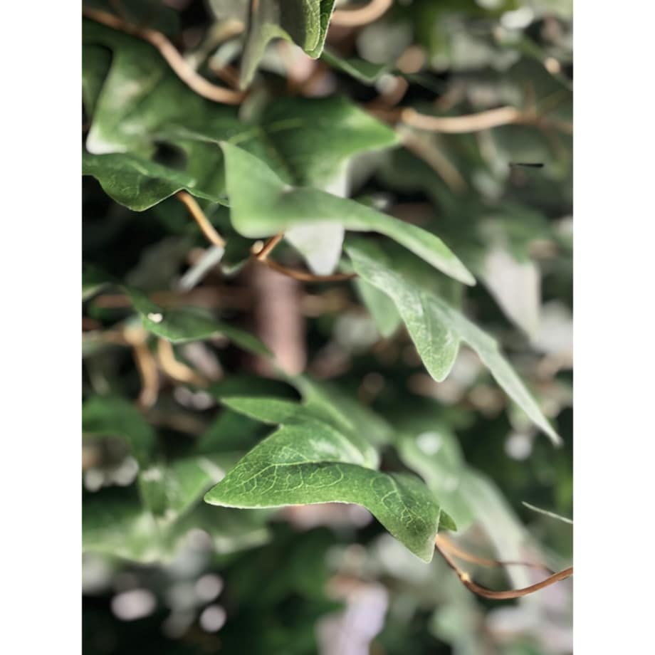 Drzewo klon z zielonymi liśćmi na naturalnym pniu 240 cm