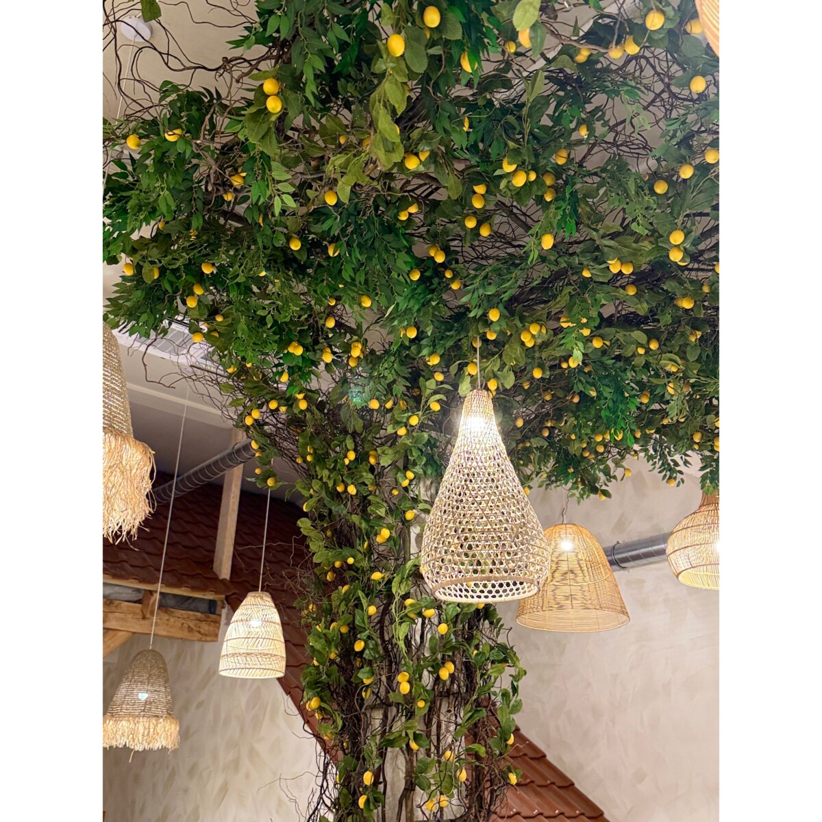 Instalacja z cytryn - drzewo cytrynowe 25m2