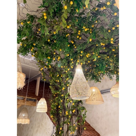 Instalacja z cytryn - drzewo cytrynowe 25m2