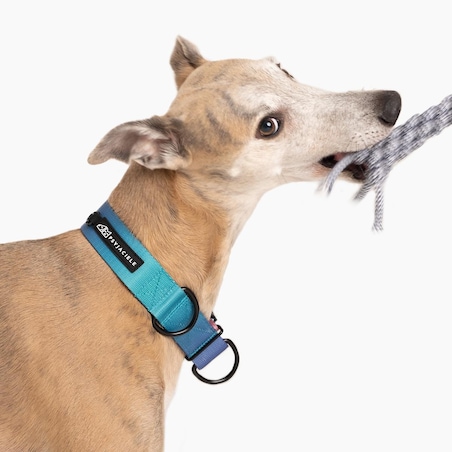 Szarpak "Turquoise AF"