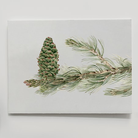 Plakat Gałązka Sosny z Szyszką 30x40cm