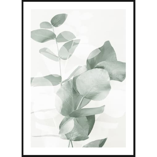 Poster Story, Plakat, Obraz - Eukaliptus No2, wymiary 30 x 42 cm
