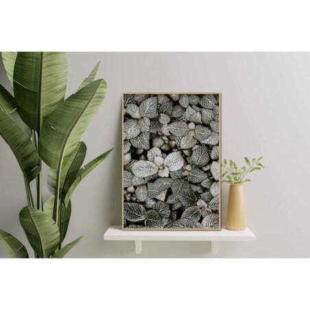 Poster Story, Plakat, Obraz - Liście Fitonii, wymiary 21 x 30 cm