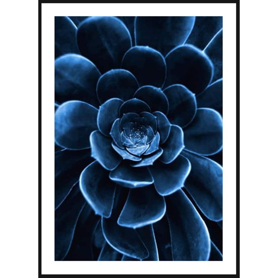 Poster Story, Plakat, Obraz - Niebieski Sukulent, wymiary 70 x 100 cm