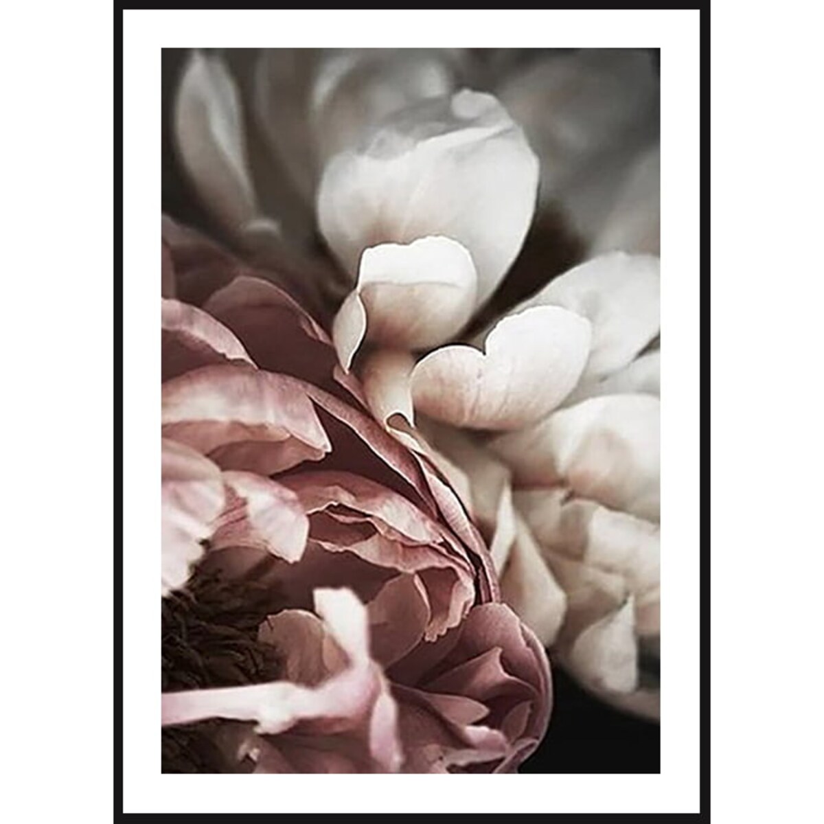 Poster Story, Plakat, Obraz - Piwonie Białe i Pudrowe w Rozkwicie No2, wymiary 60 x 84 cm