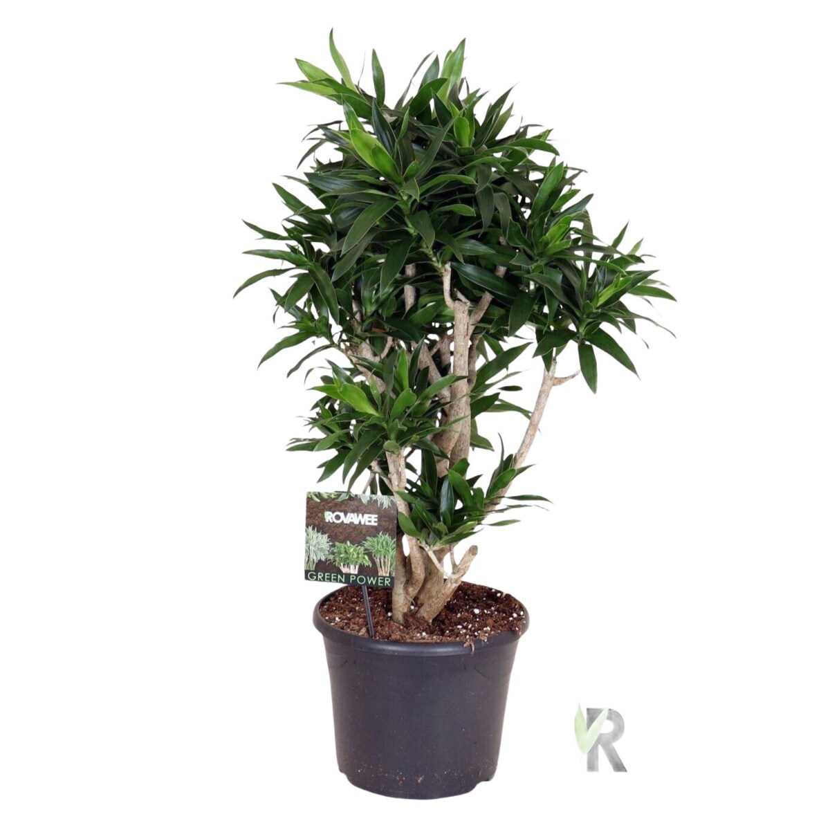 Dracaena reflexa XXL | Doniczka Ø 30 cm | Wysokość ok. 110 cm