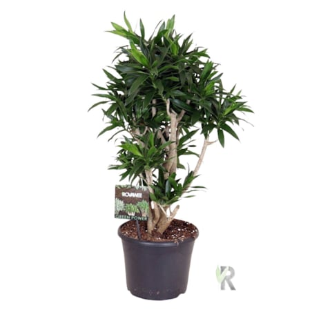 Dracaena reflexa XXL | Doniczka Ø 30 cm | Wysokość ok. 110 cm