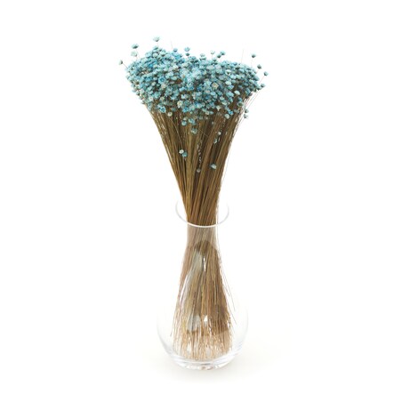 Suszona Gliksja Niebieska