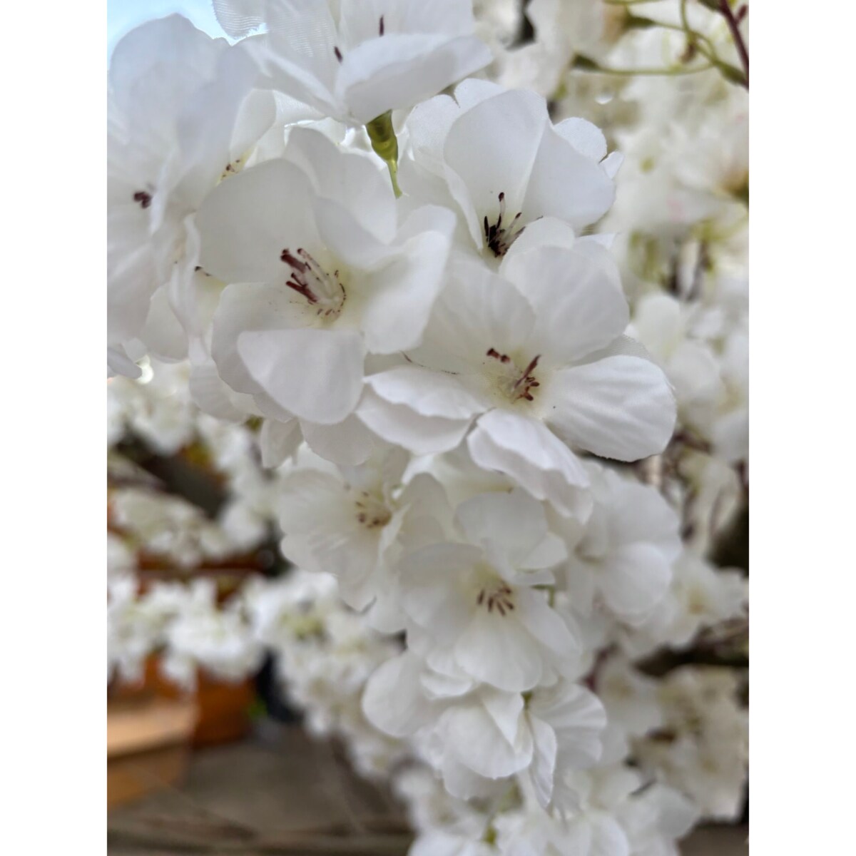 Drzewo  kwitnącej wiśni z białymi kwiatami 260 cm - duże i wysokie