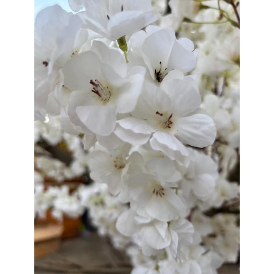 Drzewo kwitnącej wiśni z białymi kwiatami 260 cm - duże i wysokie