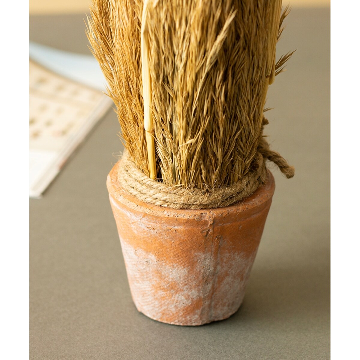 SUSZONA TRZCINA w doniczce z terakoty wys. 20cm