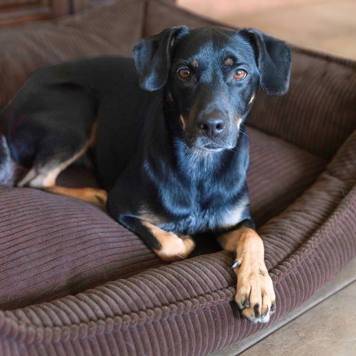 Ortopedyczne sztruksowe legowisko dla psa HUGO, 60x40 cm, Ciemny Brąz