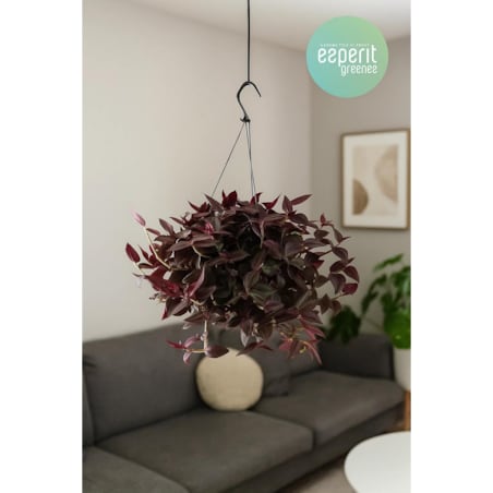 Tradescantia 'Jewel Red'–roślina wisząca – doniczka Ø 17 cm – wysokość 25 cm