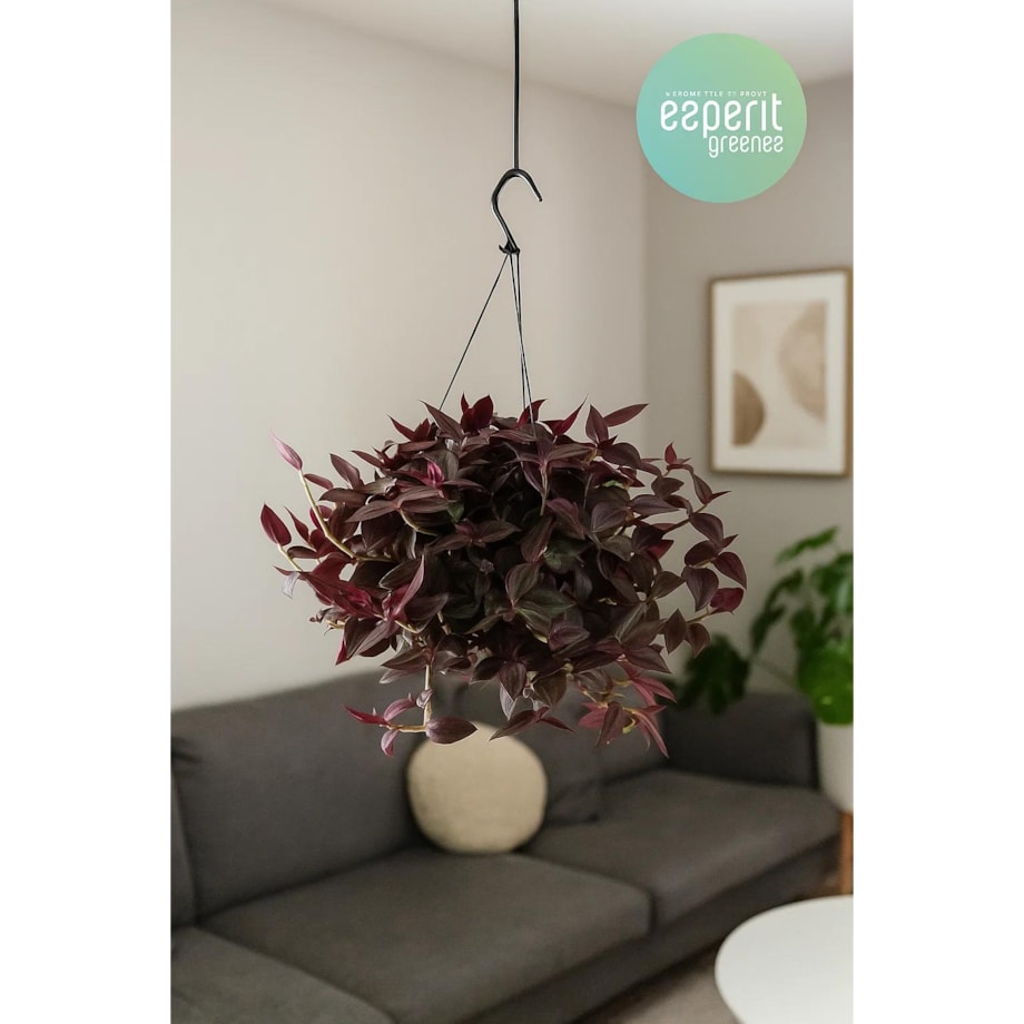 Tradescantia 'Jewel Red'–roślina wisząca – doniczka Ø 17 cm – wysokość 25 cm