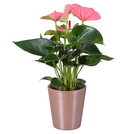 Anthurium w ceramicznej złotej doniczce Ø 11 cm | Wysokość ok. 30 cm