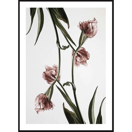 Poster Story, Plakat, Obraz - Różowe Tulipany No3, wymiary 42 x 60 cm