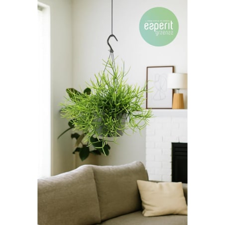 Rhipsalis heteroclada–roślina wisząca – doniczka Ø 17 cm – wysokość 25 cm