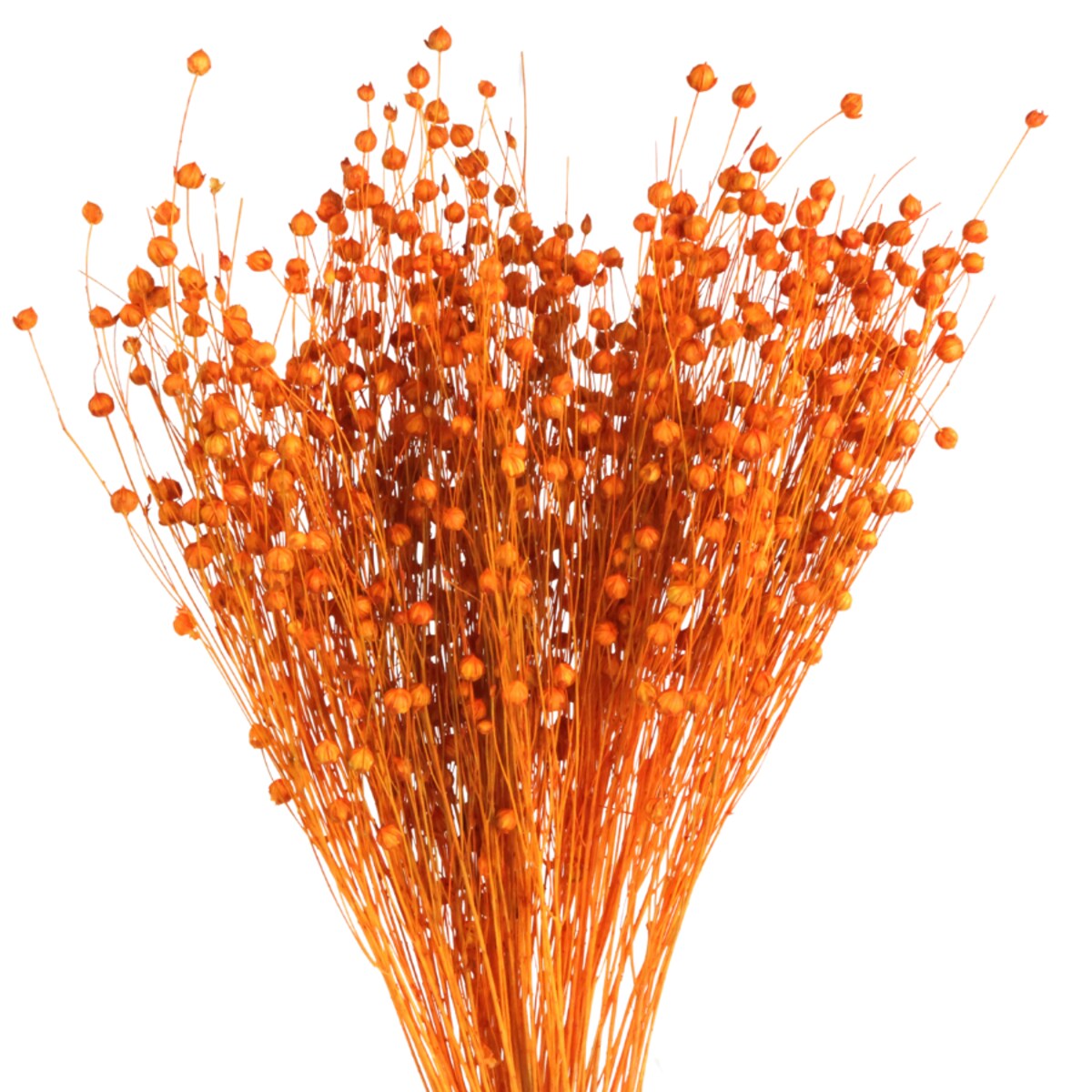 Suszony len pomarańczowy - bukiet