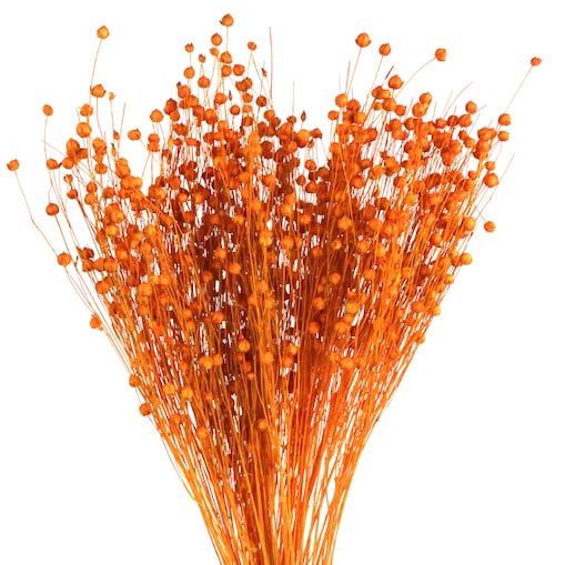 Suszony len pomarańczowy - bukiet