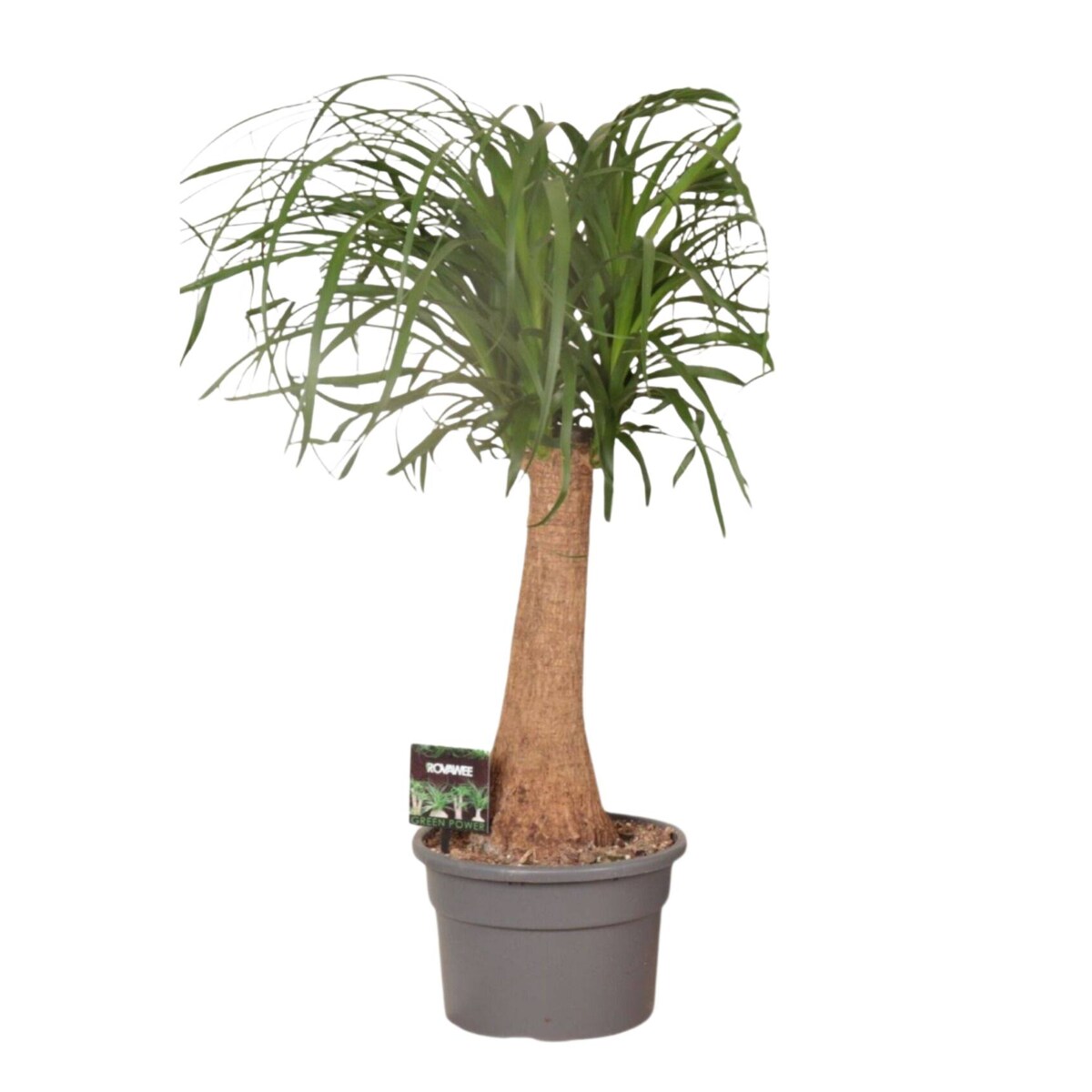 Nolina – Noga Słonia | Doniczka Ø 23 cm | Wysokość ok. 70 cm