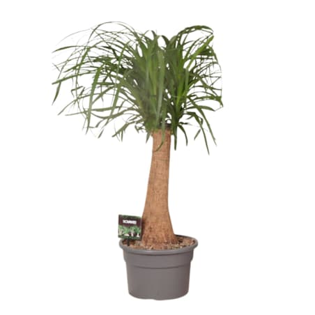 Nolina – Noga Słonia | Doniczka Ø 23 cm | Wysokość ok. 70 cm