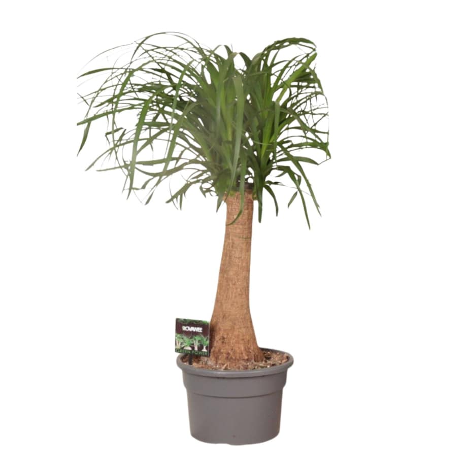 Nolina – Noga Słonia | Doniczka Ø 23 cm | Wysokość ok. 70 cm