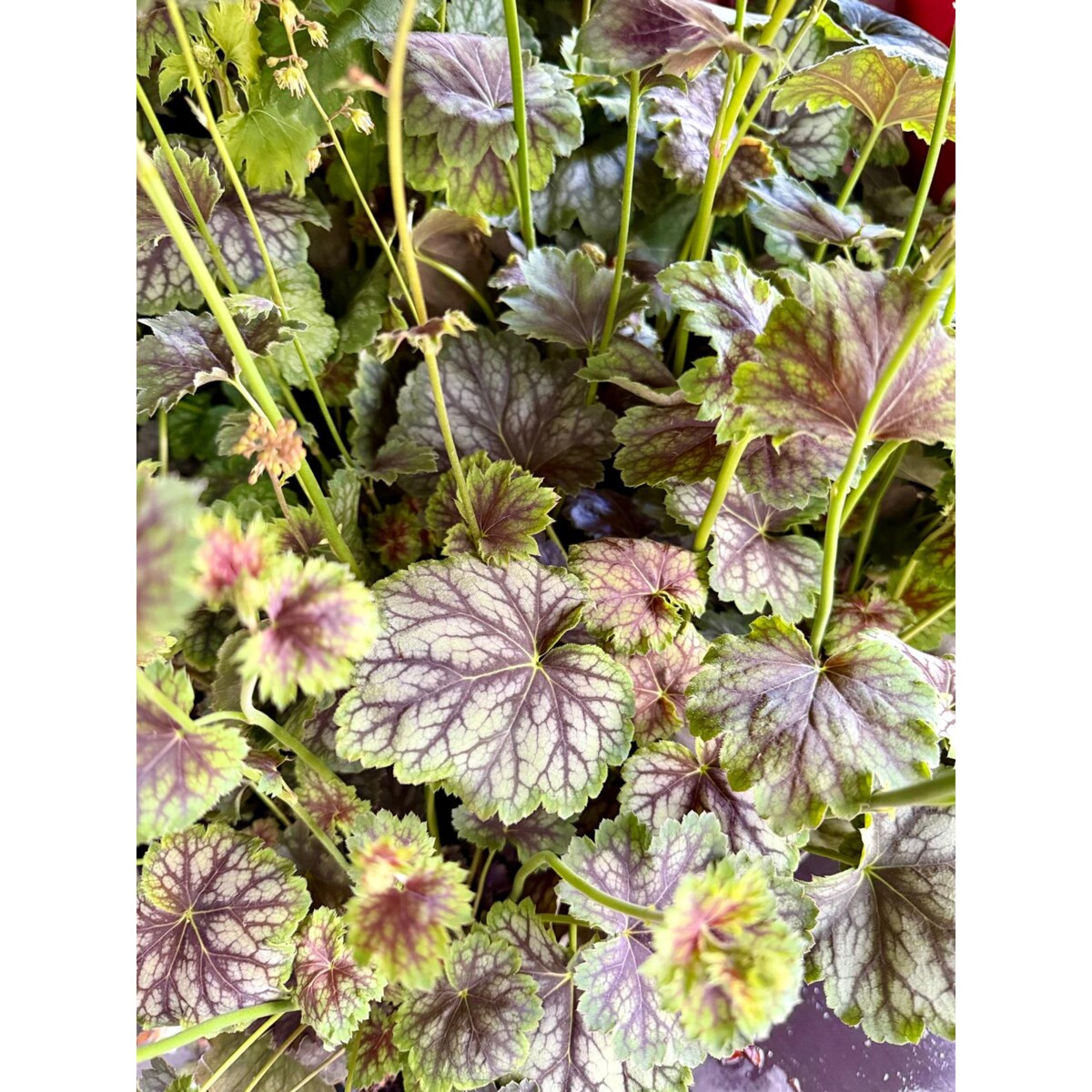 ŻURAWKA AMERYKAŃSKA | Heuchera amer. Marvelous Marble p13 h30cm