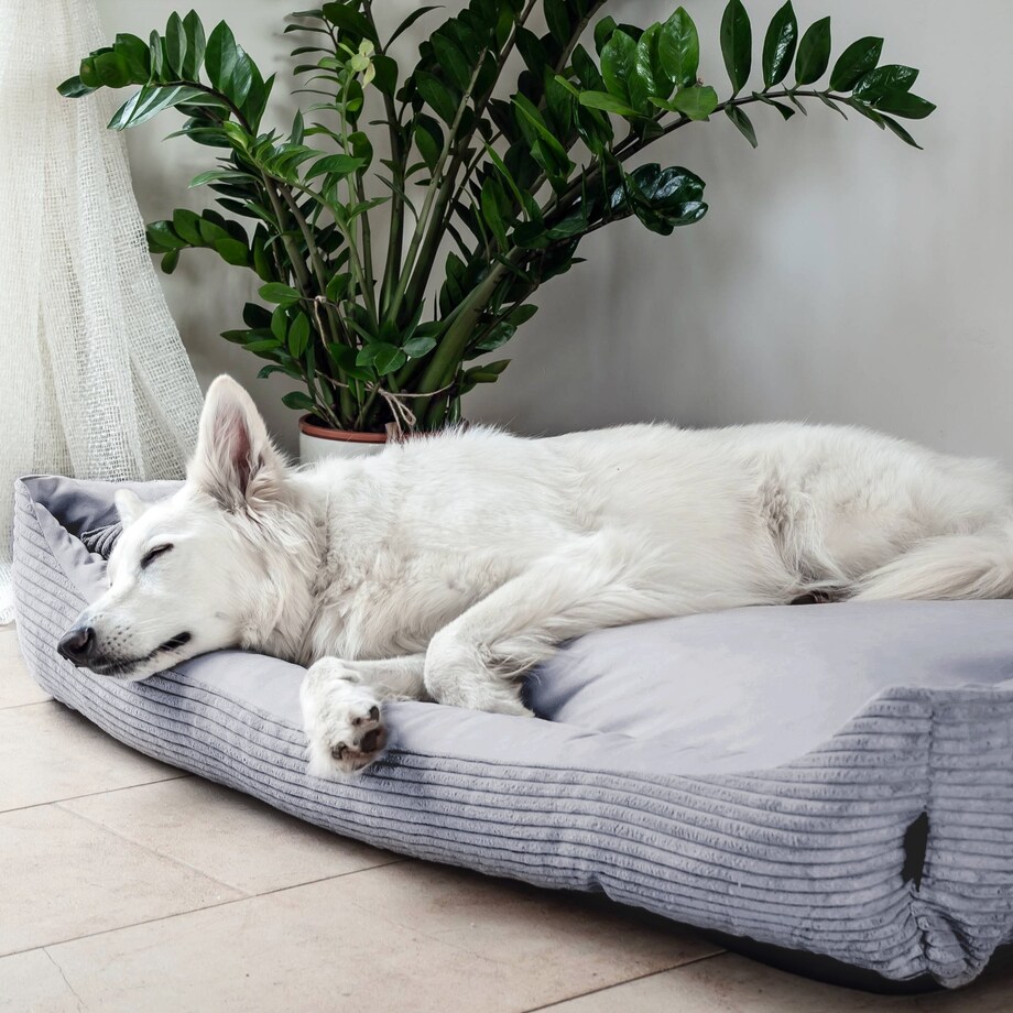 Przytulne legowisko dla psa MOLLY, 80x60 cm, Szary