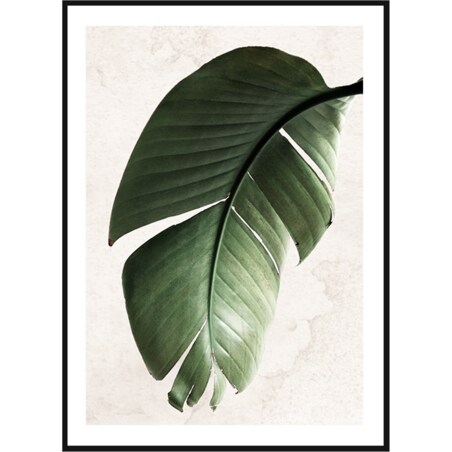 Poster Story, Plakat, Obraz - Zielony Liść Strelitzii, wymiary 60 x 84 cm