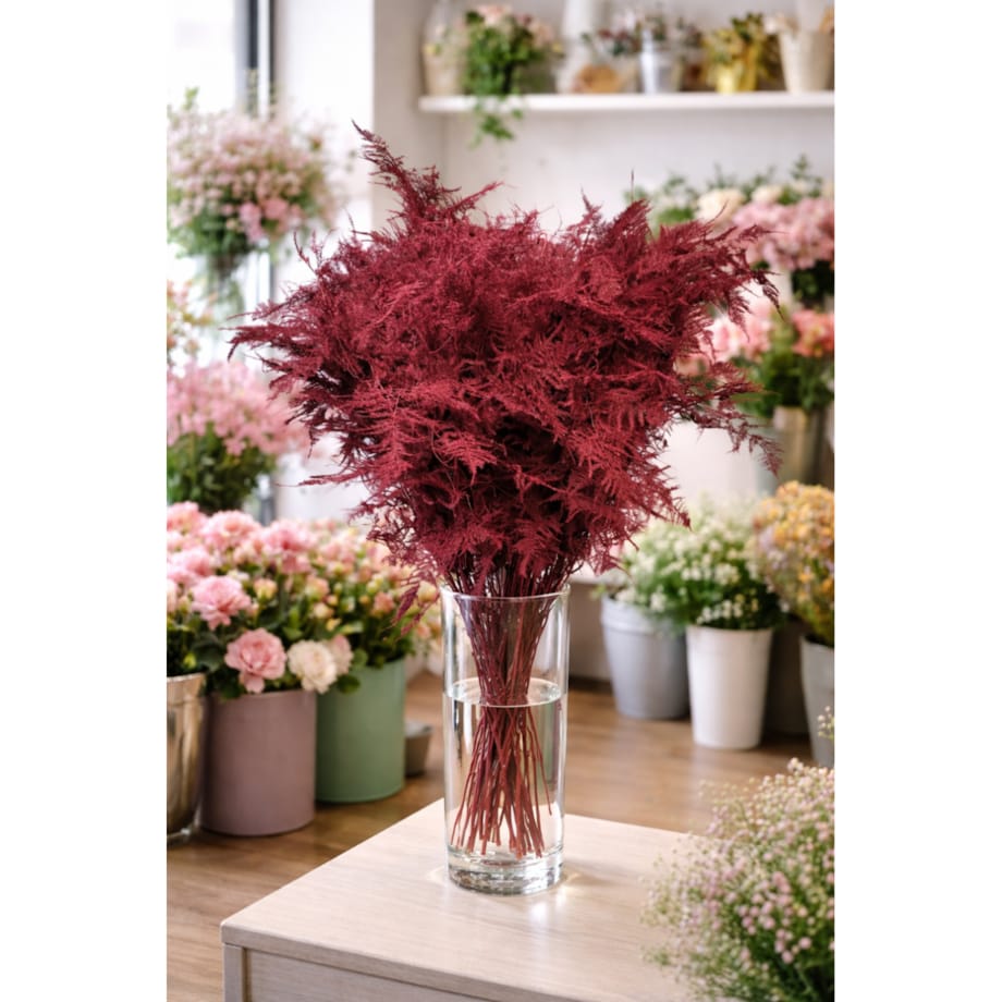 Asparagus Bordeaux – bukiet 50 szt., wysokość ok. 80 cm, 550–600 g