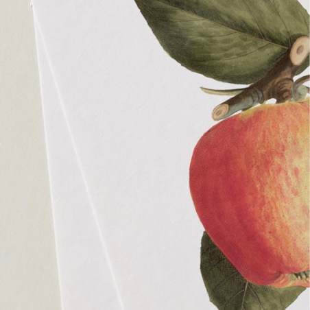 Plakat dojrzałe jabłko 30x40cm
