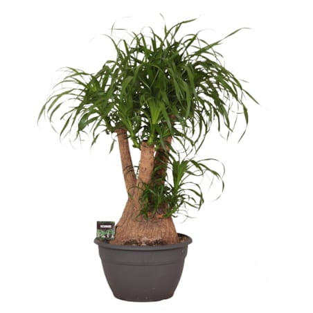 Beaucarnea recurvata XXL – Nolina| Doniczka Ø 35 cm | Wysokość ok. 100 cm