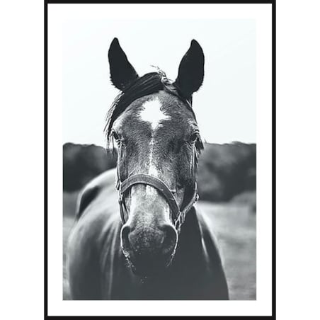 Poster Story, Plakat, Obraz - Czarno-biały Portret Konia, wymiary 21 x 30 cm