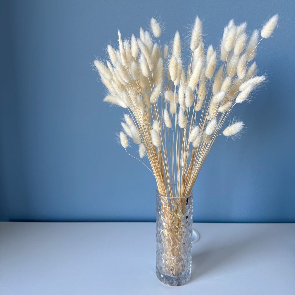 Lagurus Suszony Bianco - Dmuszek Jajowaty 70 szt.