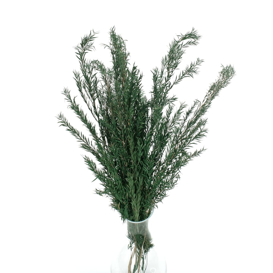 Liście drzewa herbacianego stabilizowane (Malaleuka) zielone