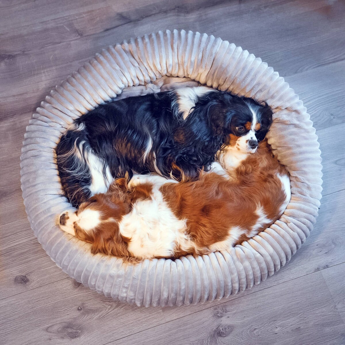 Urocze legowisko dla psa lub kota LUNA, 55x50 cm, Grafit