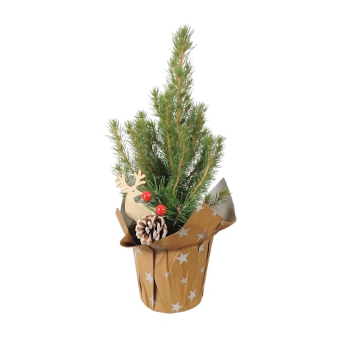 Picea Glauca -choinka- mini z dekoracją Doniczka Ø9 cm | Wysokość ok. 30cm