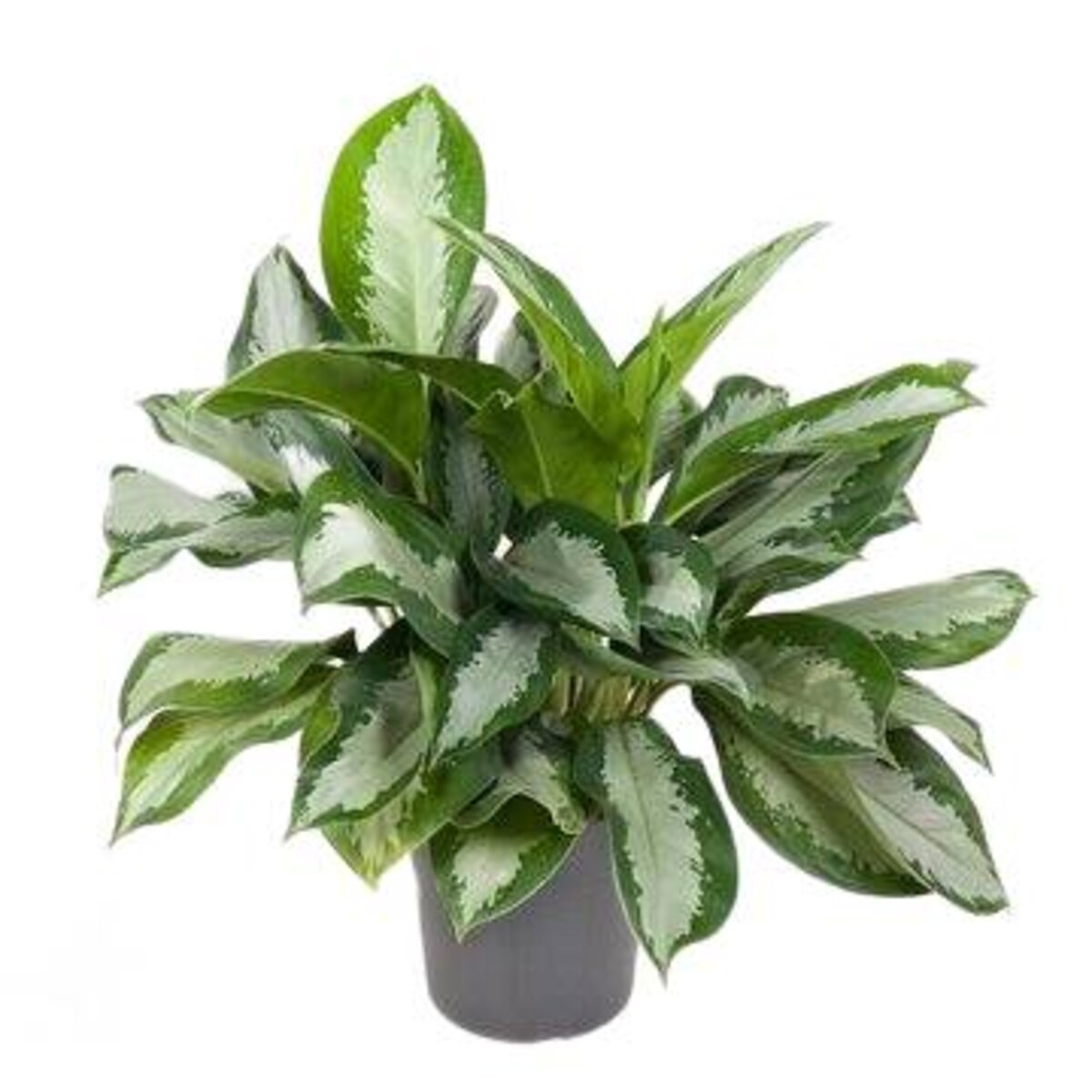 Aglaonema Silver Moon – doniczka Ø 24 cm – wysokość 70 cm