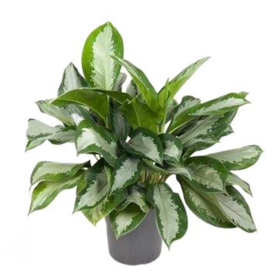 Aglaonema Silver Moon – doniczka Ø 24 cm – wysokość 70 cm